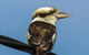 Wildlife Day Tour (4+ Hours, $195 Per Person) - thumb 4