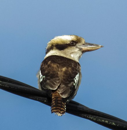 Wildlife Day Tour (4+ Hours, $195 Per Person) - Holiday Cairns 4