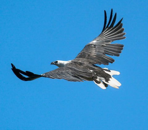 Wildlife Day Tour (4+ Hours, $195 Per Person) - Holiday Cairns 1