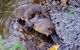 Wildlife Day Tour (4+ Hours, $195 Per Person) - thumb 8