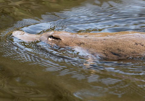 Wildlife Day Tour (4+ Hours, $195 Per Person) - Holiday Cairns 3