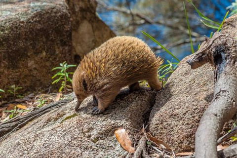 Wildlife Day Tour (4+ Hours, $195 Per Person) - Holiday Cairns 2