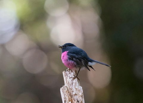 Wildlife Day Tour (4+ Hours, $195 Per Person) - Holiday Cairns 5