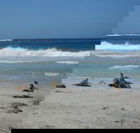 Kangaroo Island in a Day Tour from Adelaide - Holiday Cairns