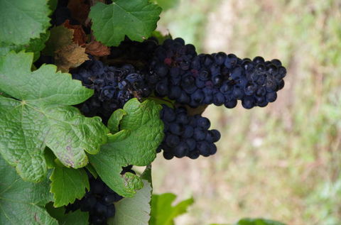 Barossa Valley Wineries Tour With Tastings And Lunch From Adelaide - Holiday Cairns 5