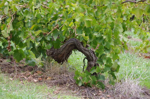 Barossa Valley Wineries Tour With Tastings And Lunch From Adelaide - Holiday Cairns 7