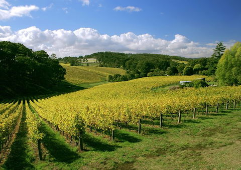 McLaren Vale And Glenelg Wine Tasting And Sightseeing (Half-day Afternoon) - Holiday Cairns 3