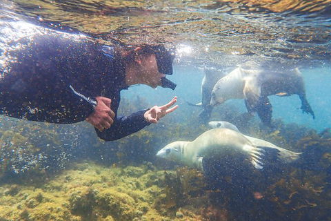 Half-Day Sea Lion Snorkeling Tour From Port Lincoln - Holiday Cairns 8