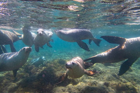 Half-Day Sea Lion Snorkeling Tour From Port Lincoln - Holiday Cairns 2