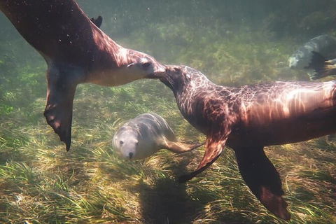 Half-Day Sea Lion Snorkeling Tour From Port Lincoln - Holiday Cairns 6