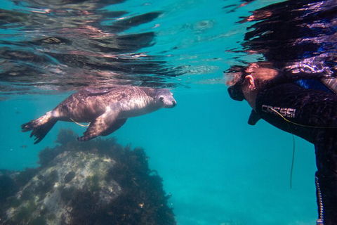 Half-Day Sea Lion Snorkeling Tour From Port Lincoln - Holiday Cairns 5