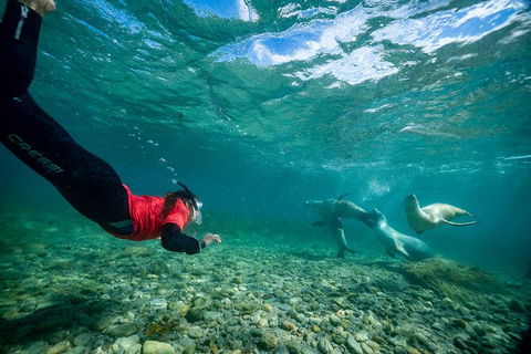 Half-Day Sea Lion Snorkeling Tour From Port Lincoln - Holiday Cairns 1