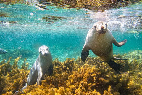 Half-Day Sea Lion Snorkeling Tour From Port Lincoln - Holiday Cairns 7