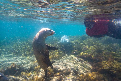 Half-Day Sea Lion Snorkeling Tour From Port Lincoln - Holiday Cairns 3
