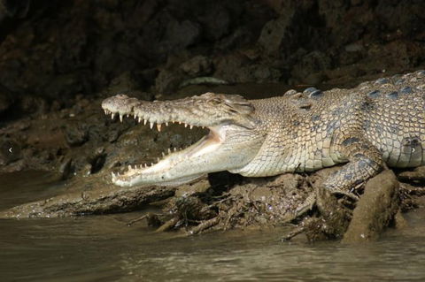 Daintree River Cruise - Holiday Cairns 1
