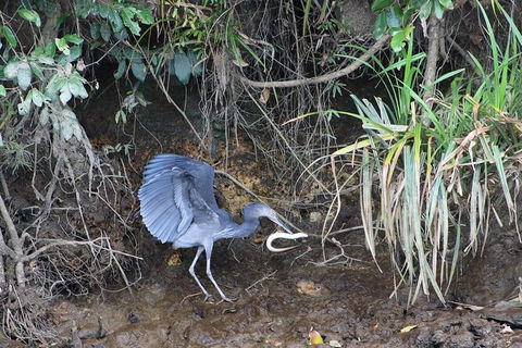 Daintree River Cruise - Holiday Cairns 4