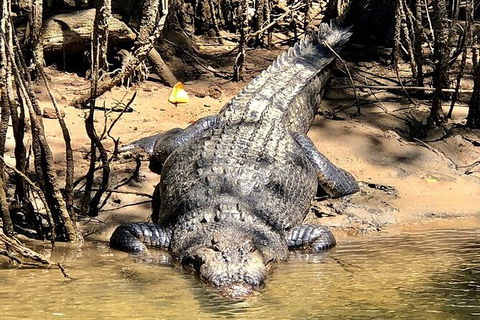 Daintree River Cruise - Holiday Cairns 9