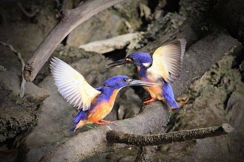 Daintree River Sunset Cruise - Holiday Cairns 1