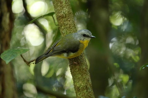 O'Reilly's Lamington National Park And Treetop Canopy Tour - Holiday Cairns 3