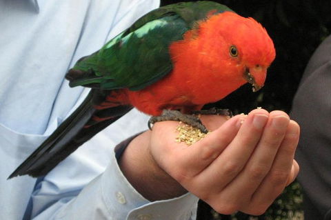 O'Reilly's Lamington National Park And Treetop Canopy Tour - Holiday Cairns 1
