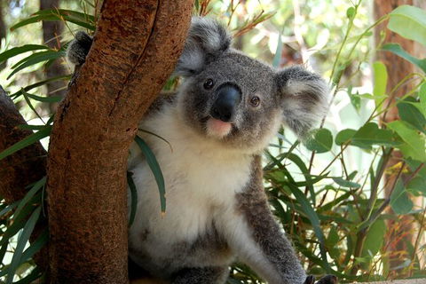Visit Walkabout Wildlife Sanctuary - Holiday Cairns 7