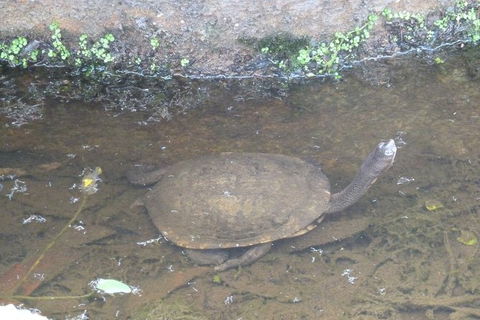 Visit Walkabout Wildlife Sanctuary - Holiday Cairns 5