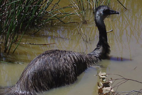 Visit Walkabout Wildlife Sanctuary - Holiday Cairns 3