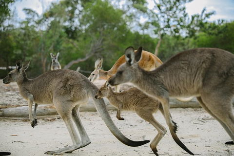 Visit Walkabout Wildlife Sanctuary - Holiday Cairns 2