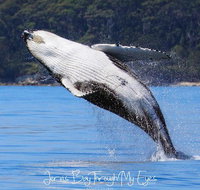 Whale Watching Jervis Bay - Holiday Cairns