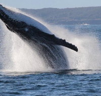 Jervis Bay Whale Watching Tour - Holiday Cairns