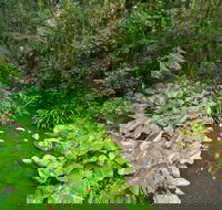 Brindle Creek Walking Track - Holiday Cairns