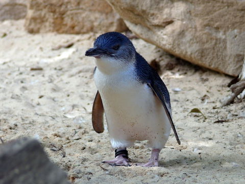 Granite Island Nature Park - Guided Penguin Tours - Holiday Cairns 0
