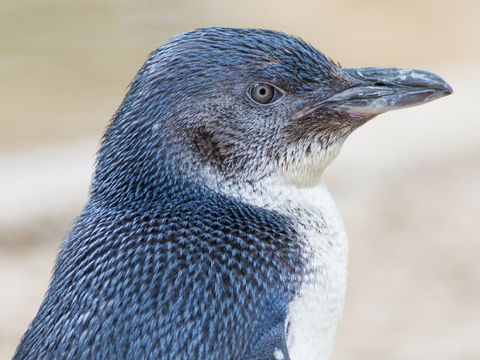 Granite Island Nature Park - Guided Penguin Tours - Holiday Cairns 1