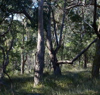 Green's Bush Long Circuit Walk - Holiday Cairns