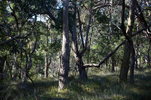 Green's Bush Long Circuit Walk - Holiday Cairns 0