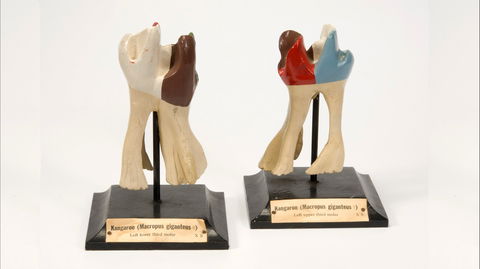 Henry Forman Atkinson Dental Museum - Holiday Cairns 0