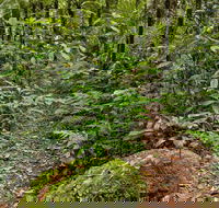 Red Cedar Loop - Holiday Cairns