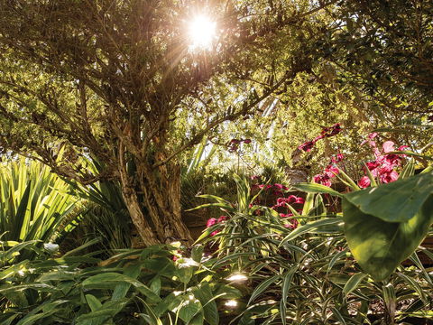 Wendy Whiteley's Secret Garden - Holiday Cairns 1