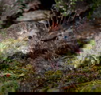 Wildlife Wonders - Holiday Cairns
