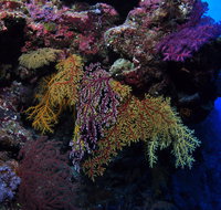 Around The Bend Dive Site - Holiday Cairns