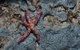 Clam Gardens Dive Site - thumb 0