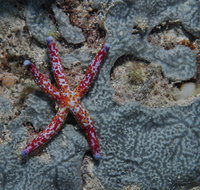Clam Gardens Dive Site - Holiday Cairns