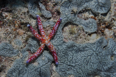 Clam Gardens Dive Site - Holiday Cairns 0