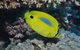 Clam Gardens Dive Site - thumb 1