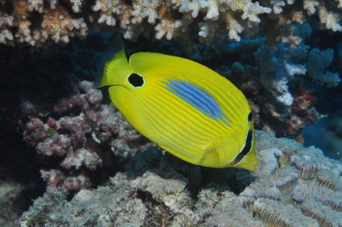 Clam Gardens Dive Site - Holiday Cairns 1