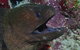 Clam Gardens Dive Site - thumb 2