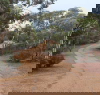 Karlkurla Bushland Park - Holiday Cairns