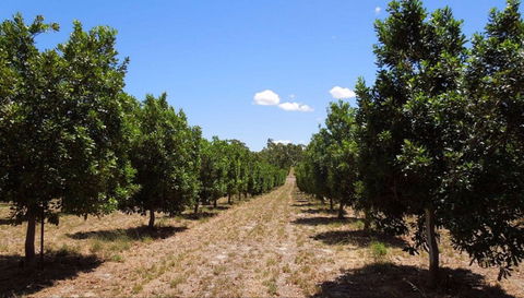 MacNuts WA Shop And Factory - Holiday Cairns 0