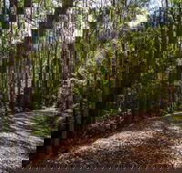 Myrtle Scrub Scenic Drive - Holiday Cairns