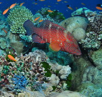 Steve's Bommie Dive Site - Holiday Cairns